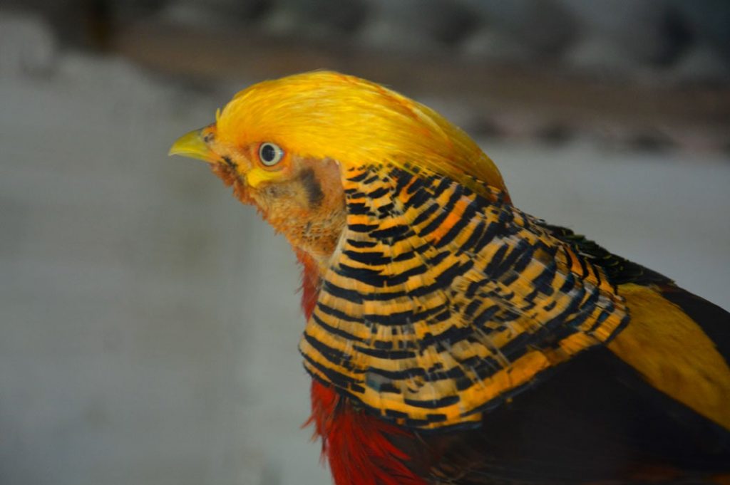 faisan dorado