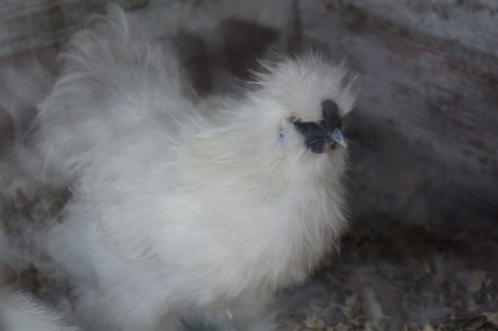 gallito quetame